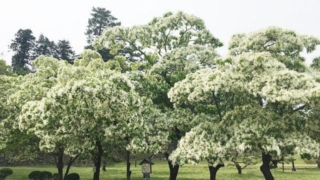 Thumbnail of post image 174